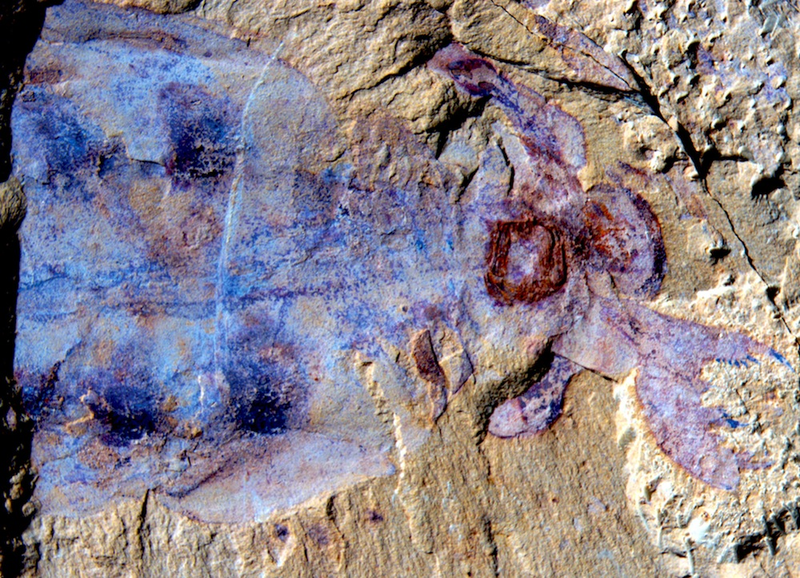 Illustration for article titled Mysterious 500 Million-Year-Old Predators Are the Ancestors of Spiders